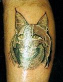 Lince